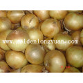 Fresh Yellow Onion From Factory